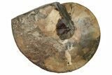 Fossil Ammonite (Placenticeras) - South Dakota #262701-1